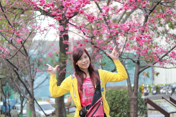 莒光公園: 【桃園景點】中壢莒光公園櫻花步道~櫻花滿開大爆炸