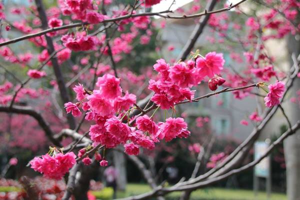莒光公園: 【桃園景點】中壢莒光公園櫻花步道~櫻花滿開大爆炸