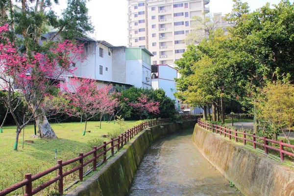 莒光公園: 【桃園景點】中壢莒光公園櫻花步道~櫻花滿開大爆炸
