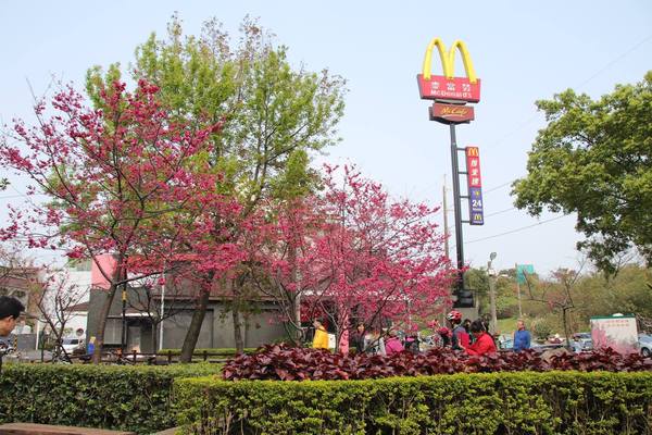 莒光公園: 【桃園景點】中壢莒光公園櫻花步道~櫻花滿開大爆炸