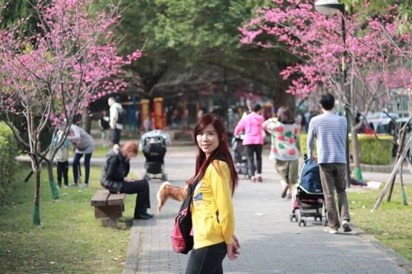莒光公園: 【桃園景點】中壢莒光公園櫻花步道~櫻花滿開大爆炸