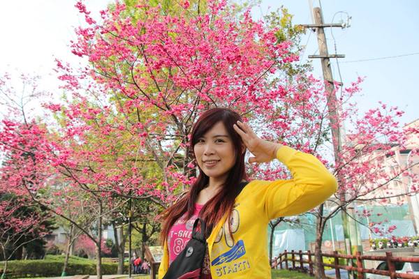 莒光公園: 【桃園景點】中壢莒光公園櫻花步道~櫻花滿開大爆炸