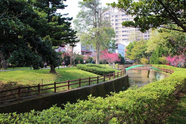 莒光公園: 【桃園景點】中壢莒光公園櫻花步道~櫻花滿開大爆炸