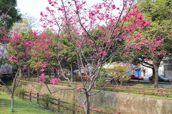 莒光公園: 【桃園景點】中壢莒光公園櫻花步道~櫻花滿開大爆炸