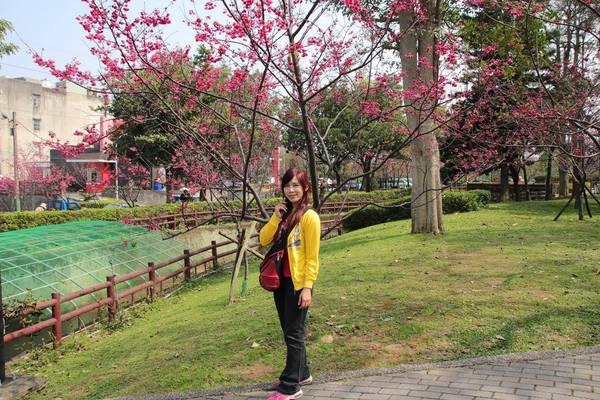莒光公園: 【桃園景點】中壢莒光公園櫻花步道~櫻花滿開大爆炸