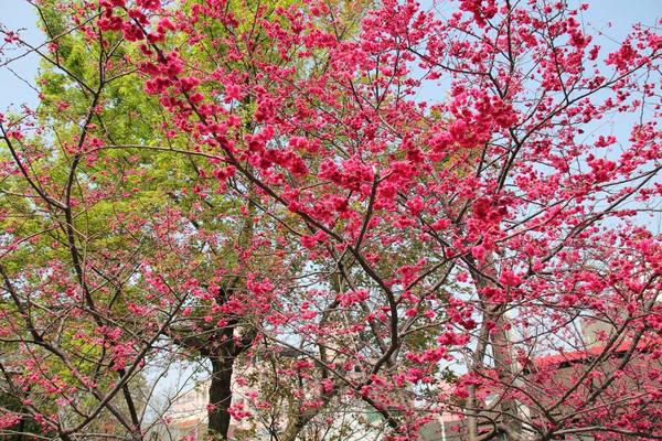 莒光公園: 【桃園景點】中壢莒光公園櫻花步道~櫻花滿開大爆炸