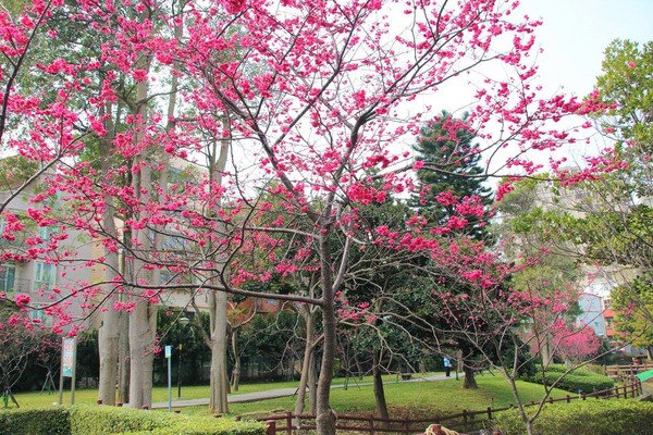莒光公園: 【桃園景點】中壢莒光公園櫻花步道~櫻花滿開大爆炸