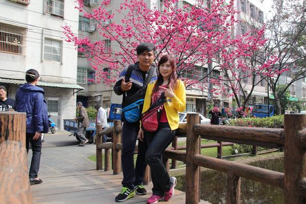 莒光公園: 【桃園景點】中壢莒光公園櫻花步道~櫻花滿開大爆炸