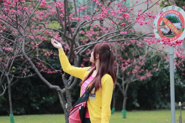 莒光公園: 【桃園景點】中壢莒光公園櫻花步道~櫻花滿開大爆炸