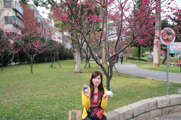 莒光公園: 【桃園景點】中壢莒光公園櫻花步道~櫻花滿開大爆炸