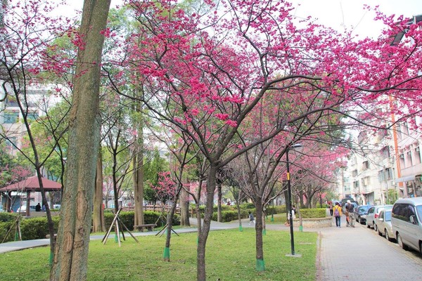 莒光公園: 【桃園景點】中壢莒光公園櫻花步道~櫻花滿開大爆炸