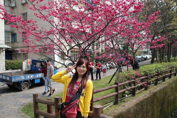 莒光公園: 【桃園景點】中壢莒光公園櫻花步道~櫻花滿開大爆炸