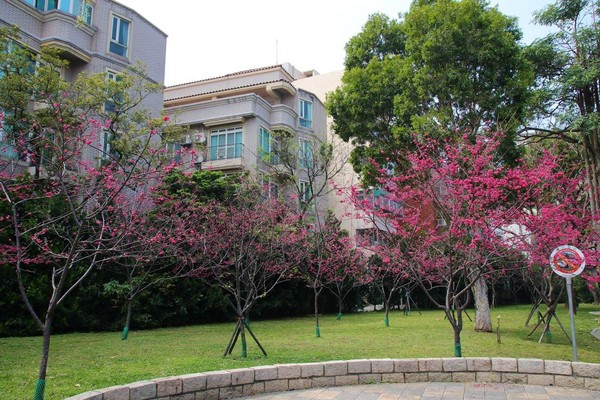 莒光公園: 【桃園景點】中壢莒光公園櫻花步道~櫻花滿開大爆炸