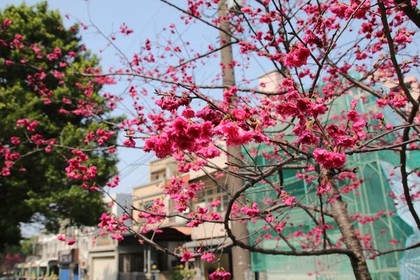 莒光公園: 【桃園景點】中壢莒光公園櫻花步道~櫻花滿開大爆炸
