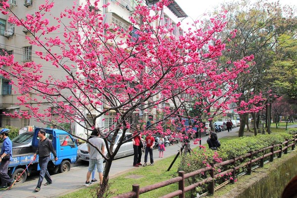 莒光公園: 【桃園景點】中壢莒光公園櫻花步道~櫻花滿開大爆炸