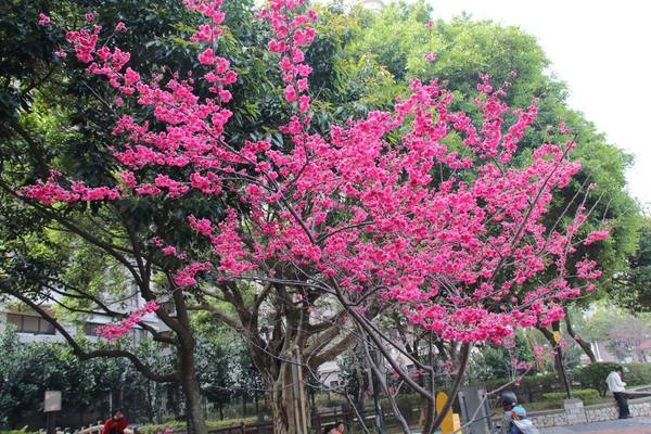 莒光公園: 【桃園景點】中壢莒光公園櫻花步道~櫻花滿開大爆炸