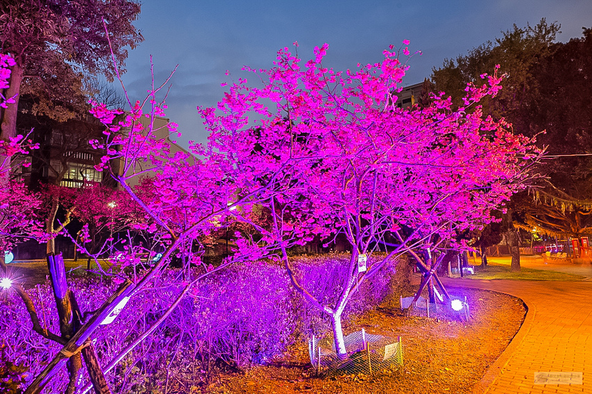 8327_夜櫻_莒光公園.jpg
