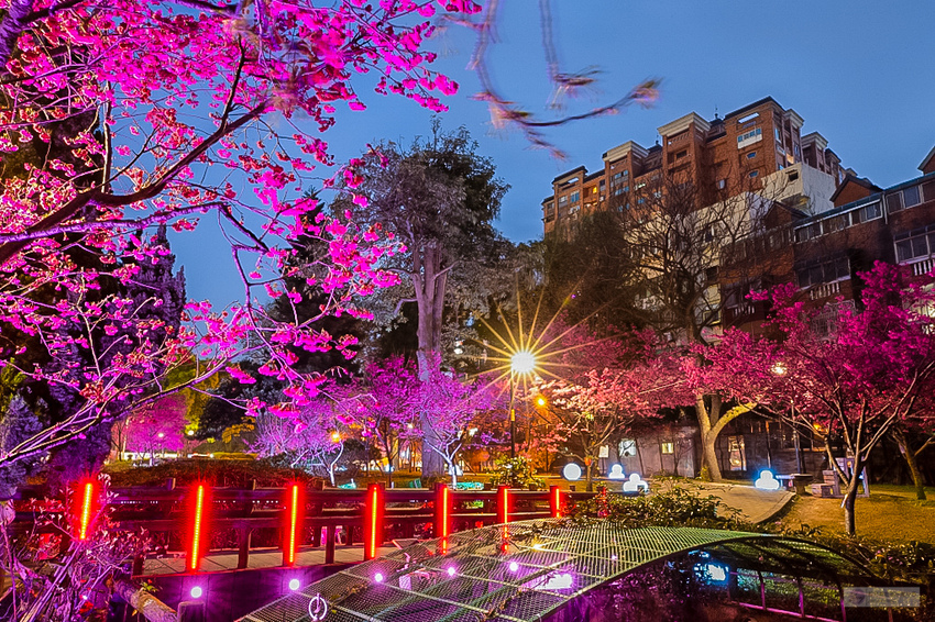 8320_夜櫻_莒光公園.jpg