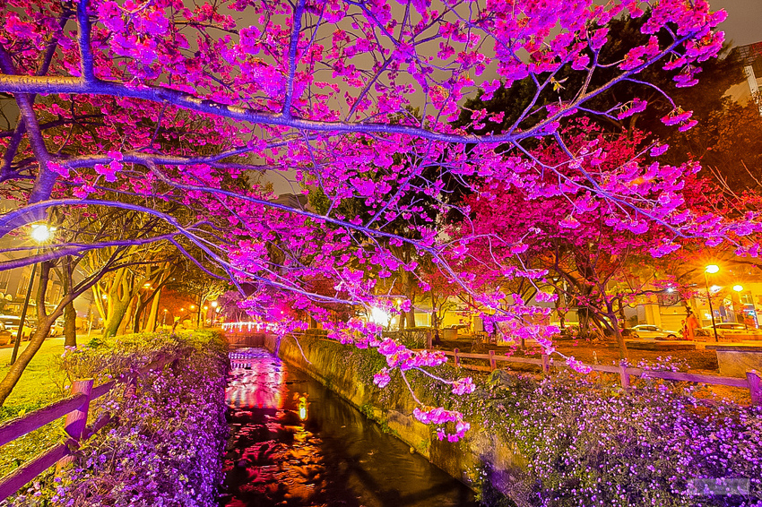 8363_夜櫻_莒光公園.jpg