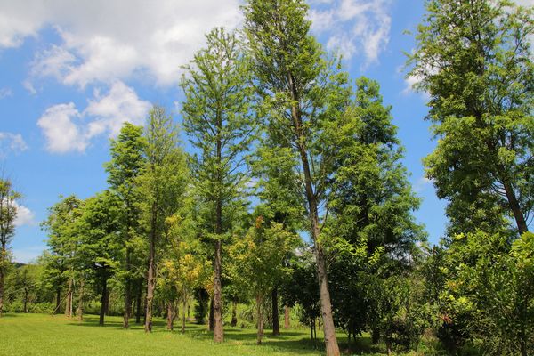 晶麒莊園: 【桃園平鎮景點】晶麒莊園宴會館HONEYWOOD CAFÉ~異國歐式夢幻教堂/浪漫LOVE花園/喜宴餐廳/桃園平鎮免費熱拍新景點