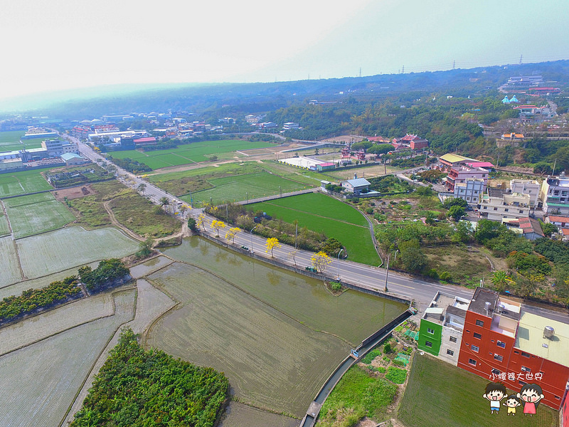 彰化黃風鈴木 027 彰化黃風鈴木 027