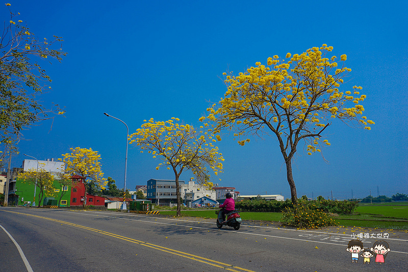 彰化黃風鈴木 059 彰化黃風鈴木 059