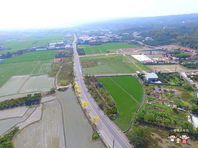 彰化黃風鈴木 041 彰化黃風鈴木 041