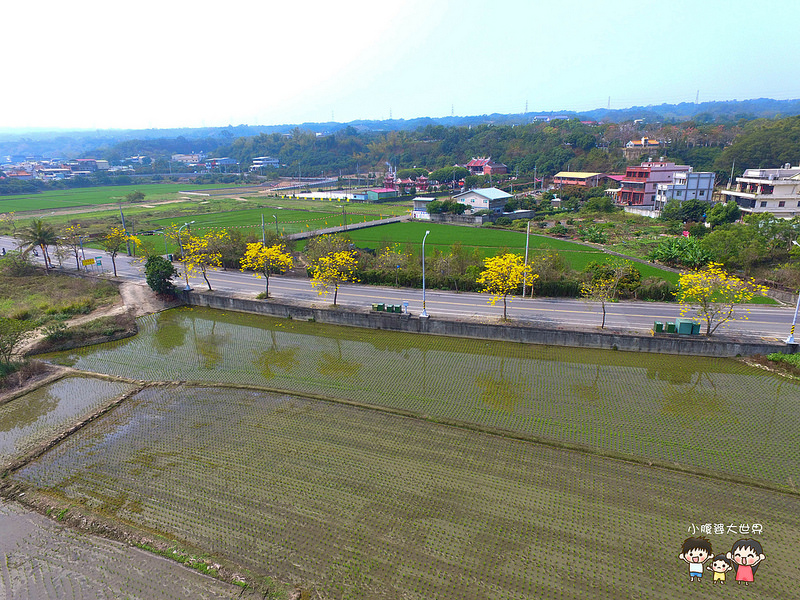 彰化黃風鈴木 035 彰化黃風鈴木 035