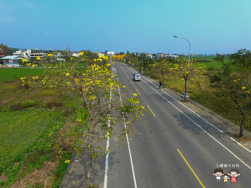 彰化黃風鈴木 015 彰化黃風鈴木 015