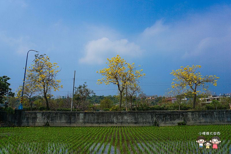 彰化黃風鈴木 074 彰化黃風鈴木 074