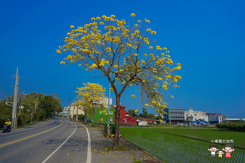 彰化黃風鈴木 064 彰化黃風鈴木 064