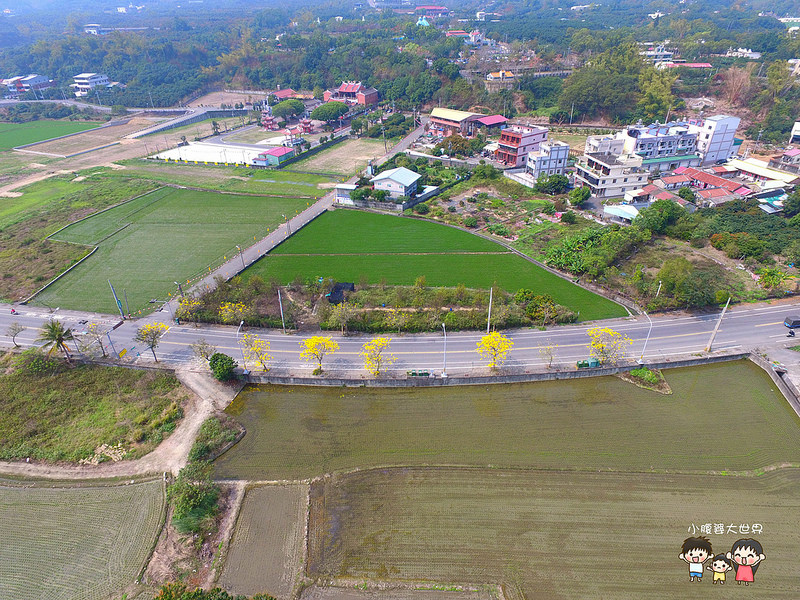 彰化黃風鈴木 026 彰化黃風鈴木 026