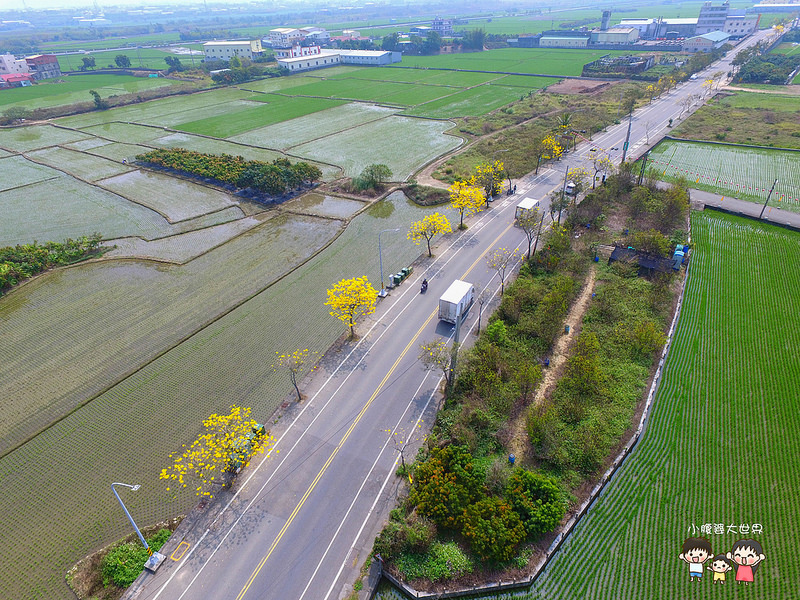 彰化黃風鈴木 045 彰化黃風鈴木 045