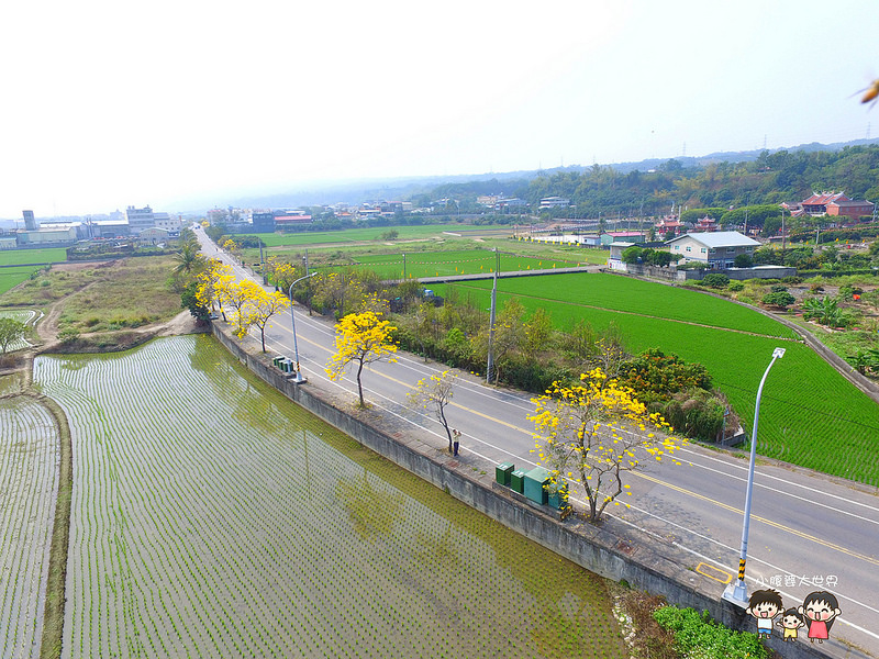 彰化黃風鈴木 031 彰化黃風鈴木 031