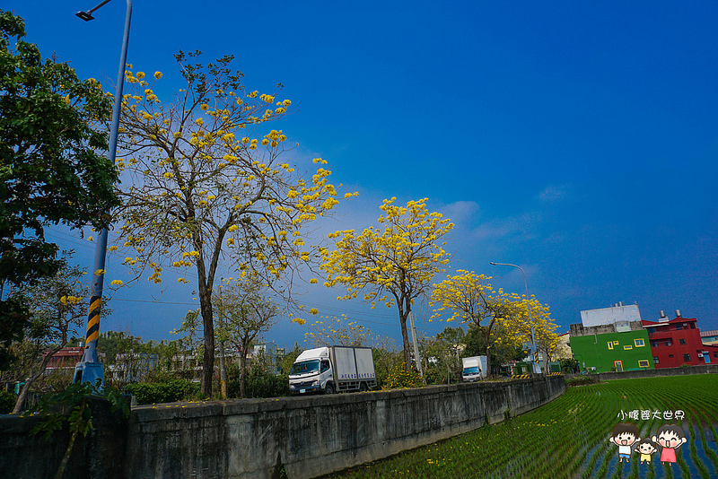 彰化黃風鈴木 071 彰化黃風鈴木 071