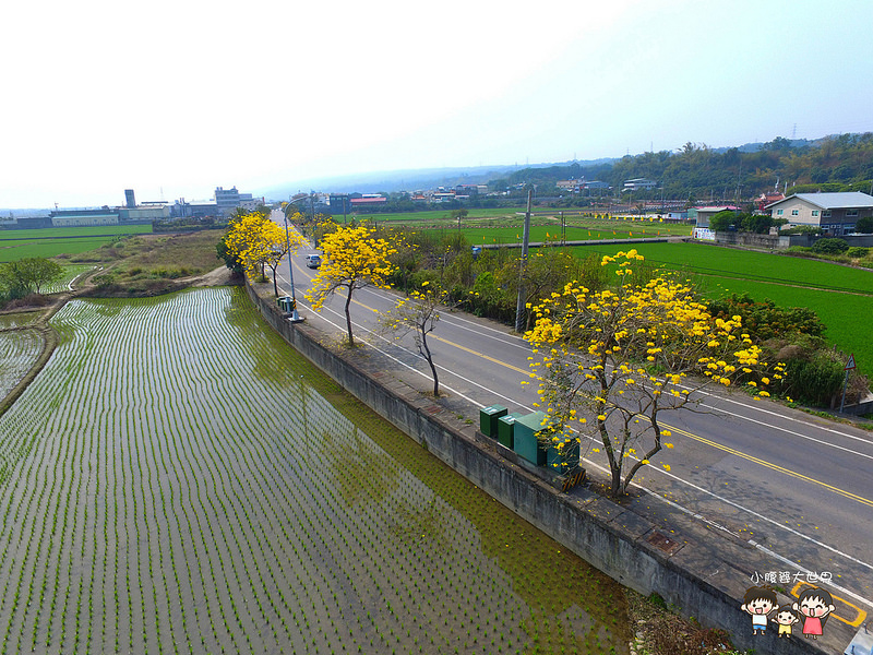 彰化黃風鈴木 033 彰化黃風鈴木 033