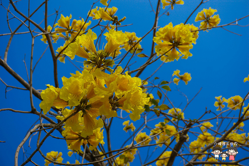 彰化黃風鈴木 051 彰化黃風鈴木 051