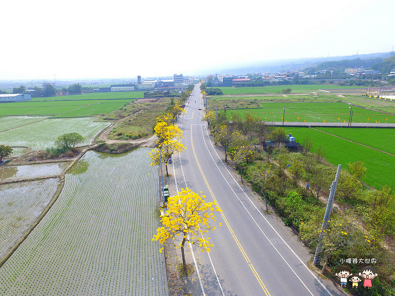 彰化黃風鈴木 038 彰化黃風鈴木 038