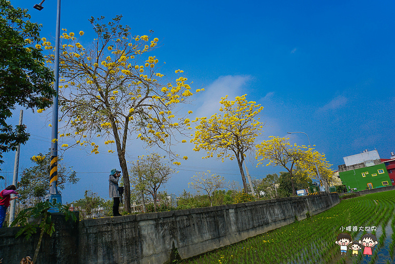 彰化黃風鈴木 076 彰化黃風鈴木 076