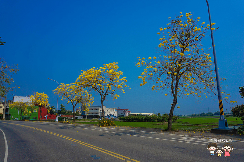 彰化黃風鈴木 057 彰化黃風鈴木 057