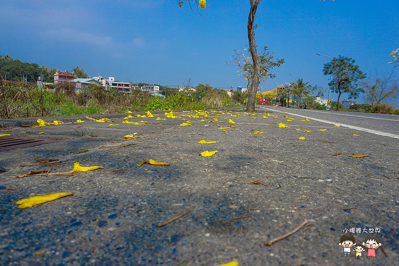 彰化黃風鈴木 067 彰化黃風鈴木 067