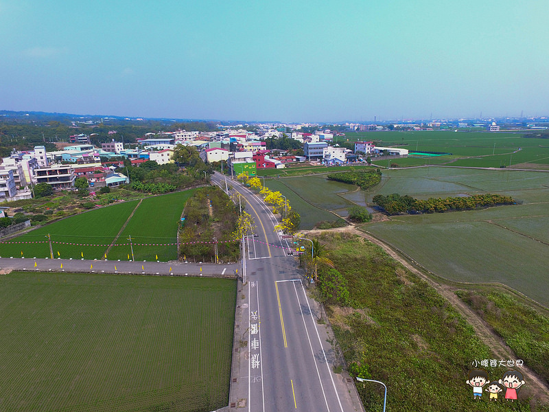 彰化黃風鈴木 017 彰化黃風鈴木 017