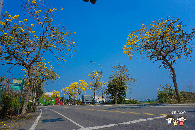 彰化黃風鈴木 070 彰化黃風鈴木 070