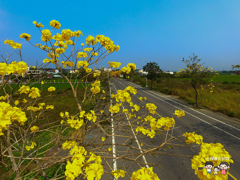 彰化黃風鈴木 016 彰化黃風鈴木 016