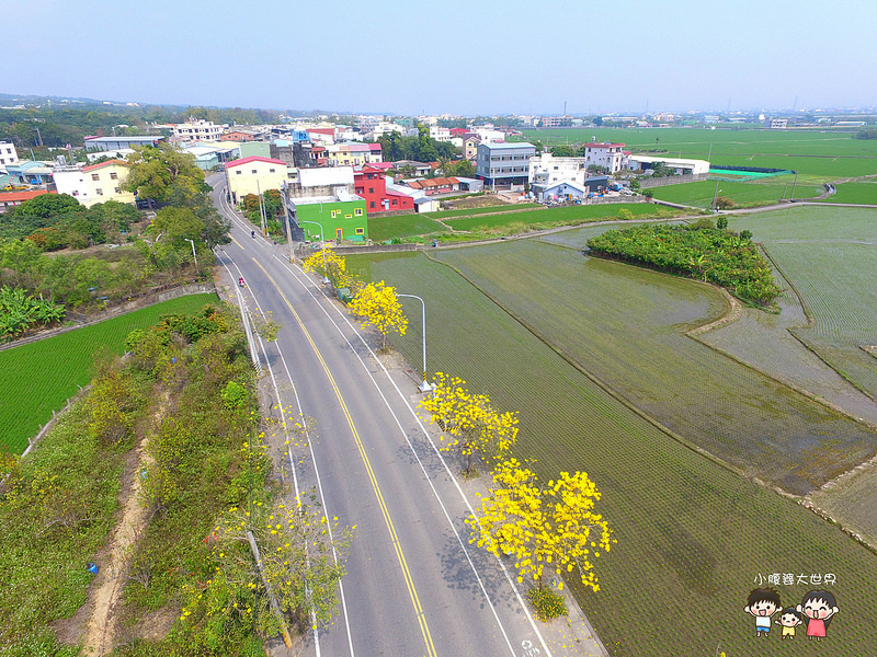 彰化黃風鈴木 040 彰化黃風鈴木 040