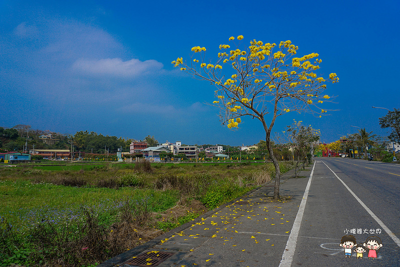 彰化黃風鈴木 066 彰化黃風鈴木 066