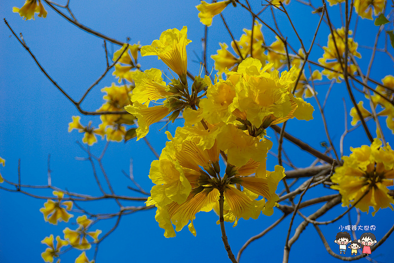 彰化黃風鈴木 068 彰化黃風鈴木 068