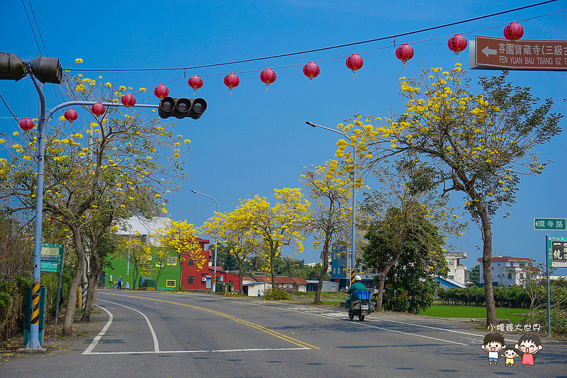 彰化黃風鈴木 053 彰化黃風鈴木 053