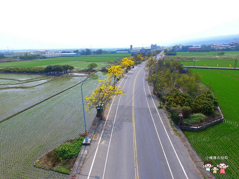 彰化黃風鈴木 047 彰化黃風鈴木 047