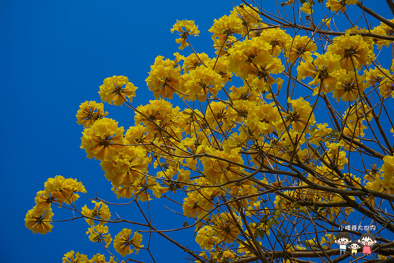 彰化黃風鈴木 062 彰化黃風鈴木 062